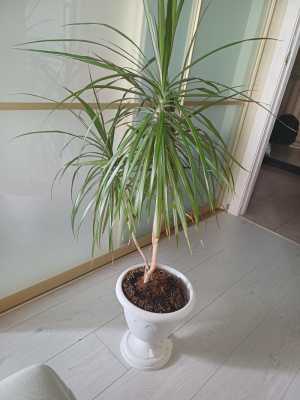 Продам домашнее растение