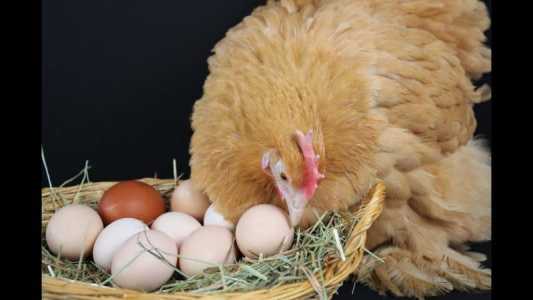 Яйцо куриное домашнее