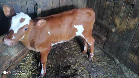 Продам тëлку