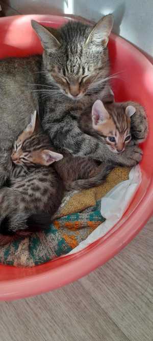 Отдам котят