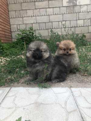 Померанский щпиц