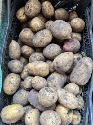 Картофель сортовой