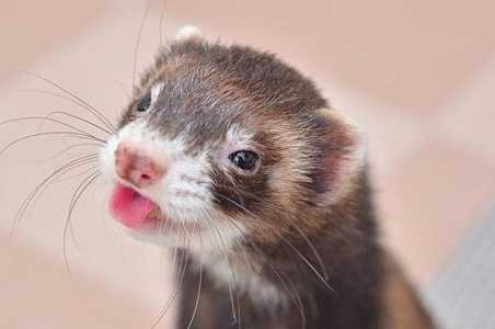 Возьму в добрые руки