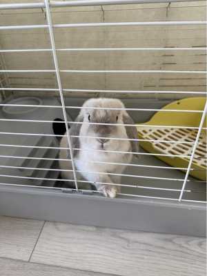 Отдам кролика с клеткой
