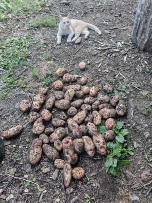 Картошка, картофель