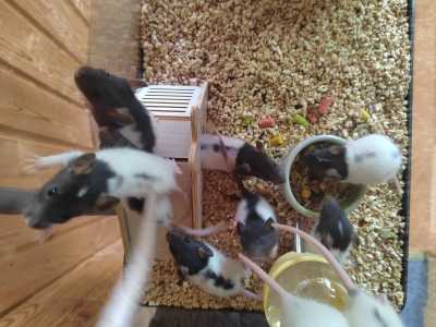 Декоративные крысы