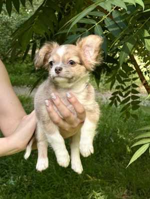 Щенки чихуахуа, длинношерстный, стандарт