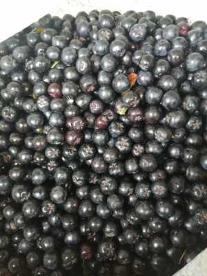 Черноплодная рябина