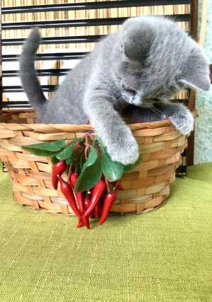 ���������� ������