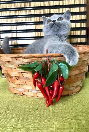 ���������� ������