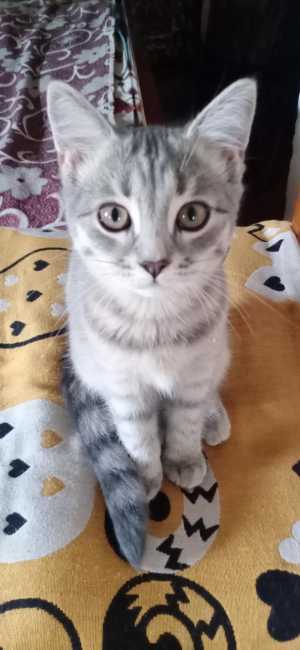 Даром в добрые руки