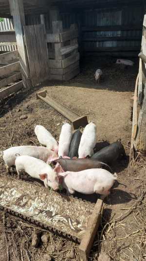 ПРОДАМ ПОРОСЯТ