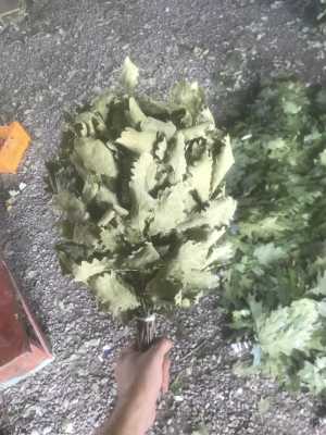 дубовый веник