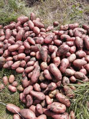 Продам картофель