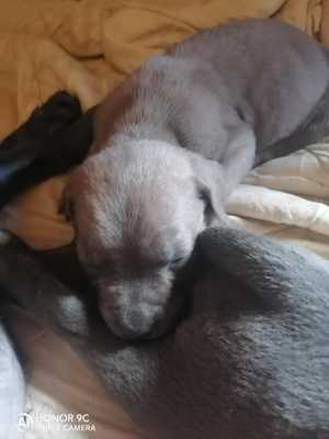 Щенки кане корсо