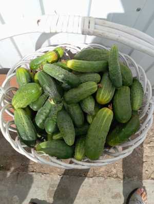 Огурцы домашние