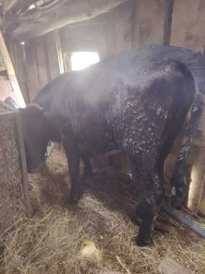 Продам теленка