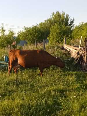 Продается корова