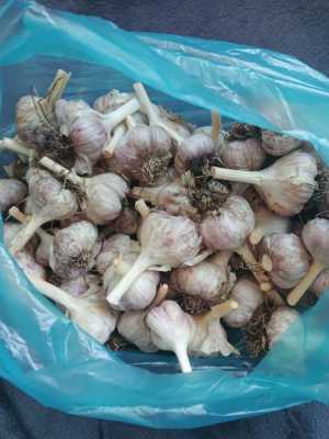 Чеснок