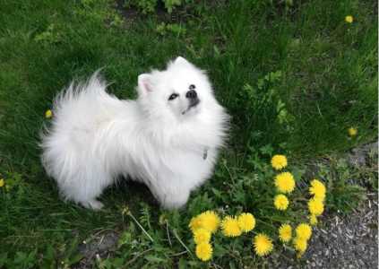 Щенки шпица