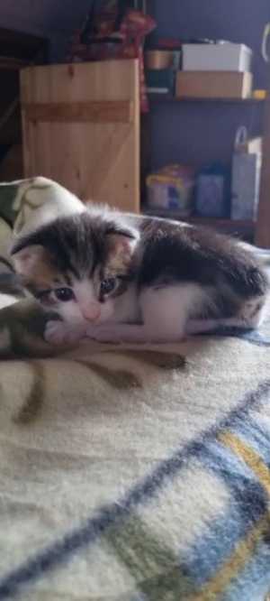 Котята Курильского Бобтейла.