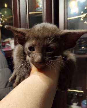 Ориентальные котята