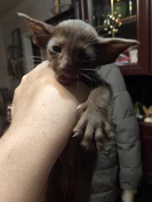 Ориентальные котята