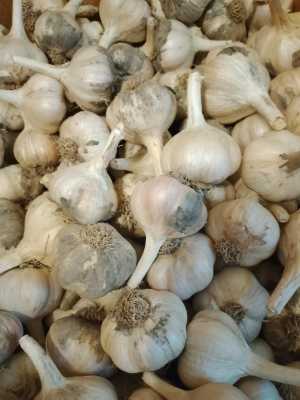 Чеснок домашний