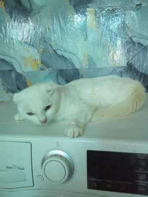 Шотландские котята.