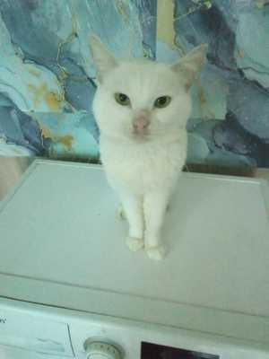 Шотландские котята.