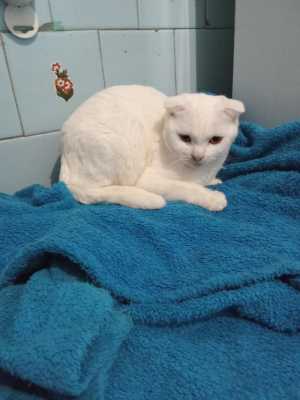 Шотландские котята.