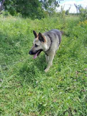 Отдам в добрые руки