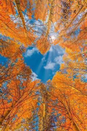 фото прадаю 1000 рублей