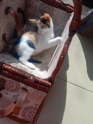 Отдам котят
