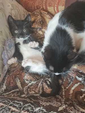 Отдам котят