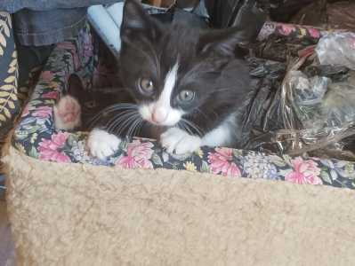 Отдам котят