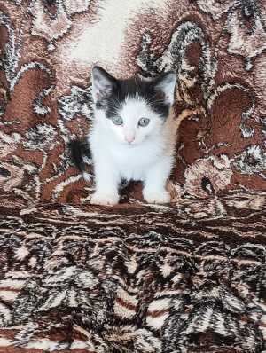 Отдам котят