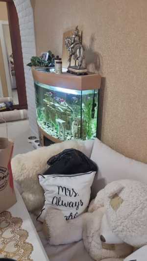 Аквариум с рыбками