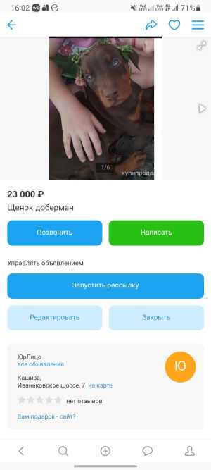 Щенок доберман