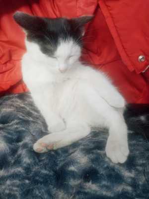 Отдам котят