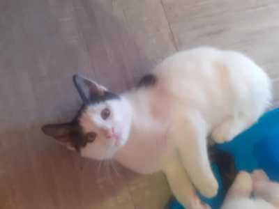 Отдам котят