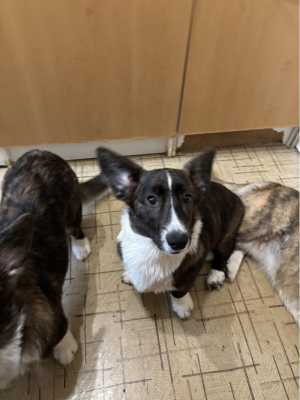 Щенки Вельш Корги Кардиган готовы переехать в любящую семью