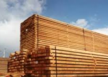 Светлана Доценко