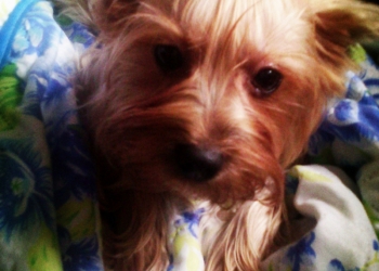 Продам собаку.