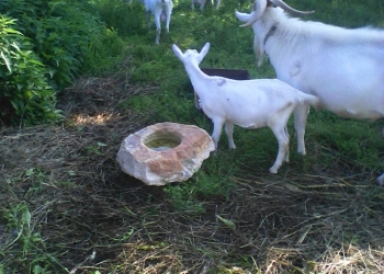 продаю козлят