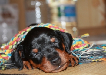 Щенки цвергпинчера ( мини-доберман)