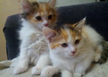 котята в хорошие руки