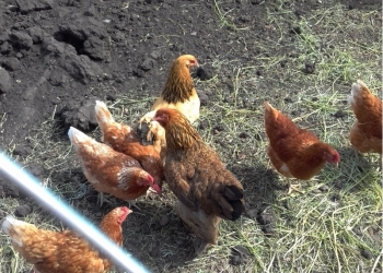 Продам куриц и петуха брама