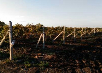 Продам виноградник с плошадью 1,4гектар