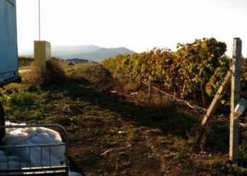 Продам виноградник с плошадью 1,4гектар